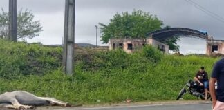 Motociclista morre após colidir com cavalo na Rodovia João Paulo II, em Campo do Brito